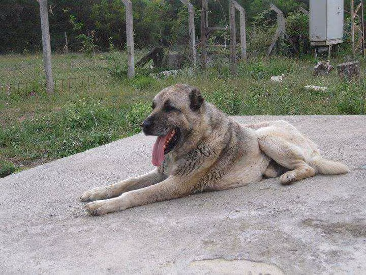Hanli Kocait, a Macho Pastor Kangal registered with United Pet Club