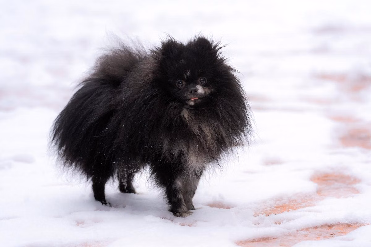 Arnold LUXURY COLLECTION, a Male German Spitz registered with United Pet Club