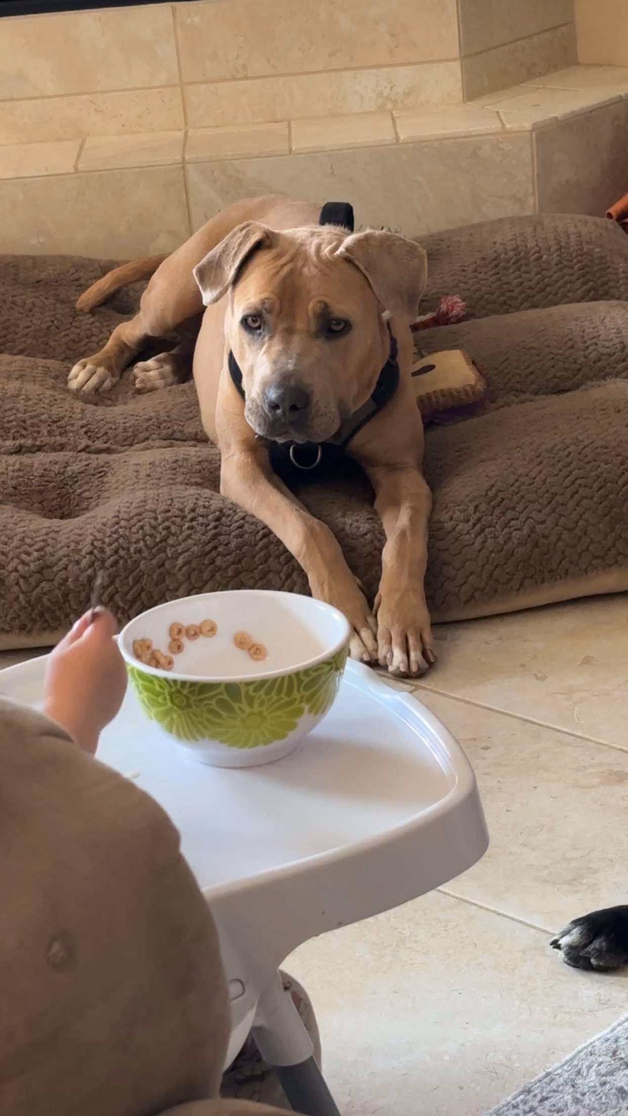 Dozer, a Patinas American Staffordshire Terrier registered with United Pet Club
