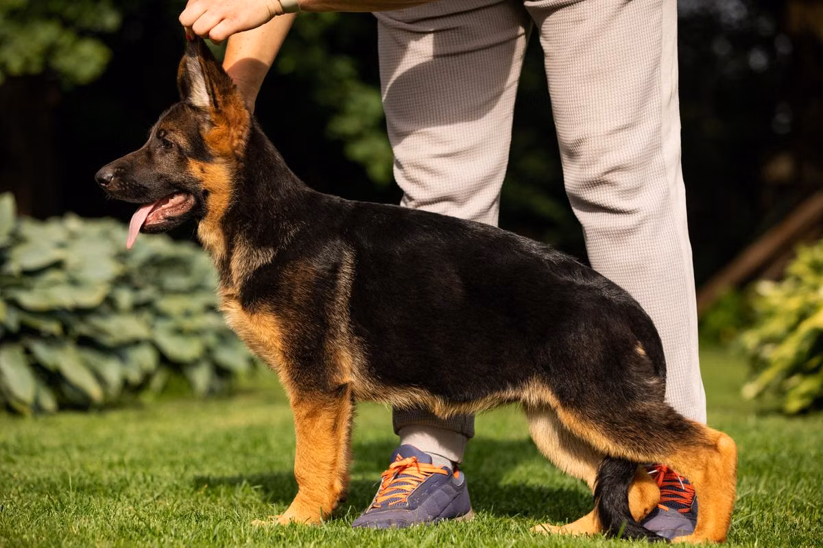 AYKA VOM MAIR HOF, a Femelle Berger allemand registered with United Pet Club