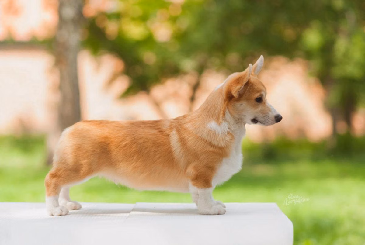 Treasure Dream Image Maker, a Macho Welsh Corgi Pembroke registered with United Pet Club