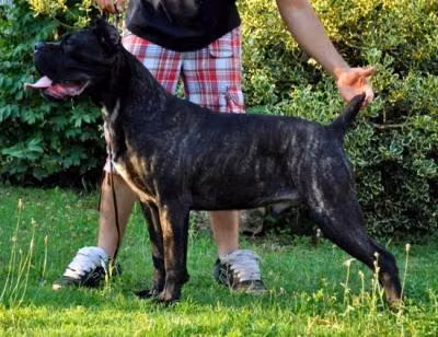 KROM DELLA VALLE DEI LORD, a Нар Кане Корсо registered with United Pet Club