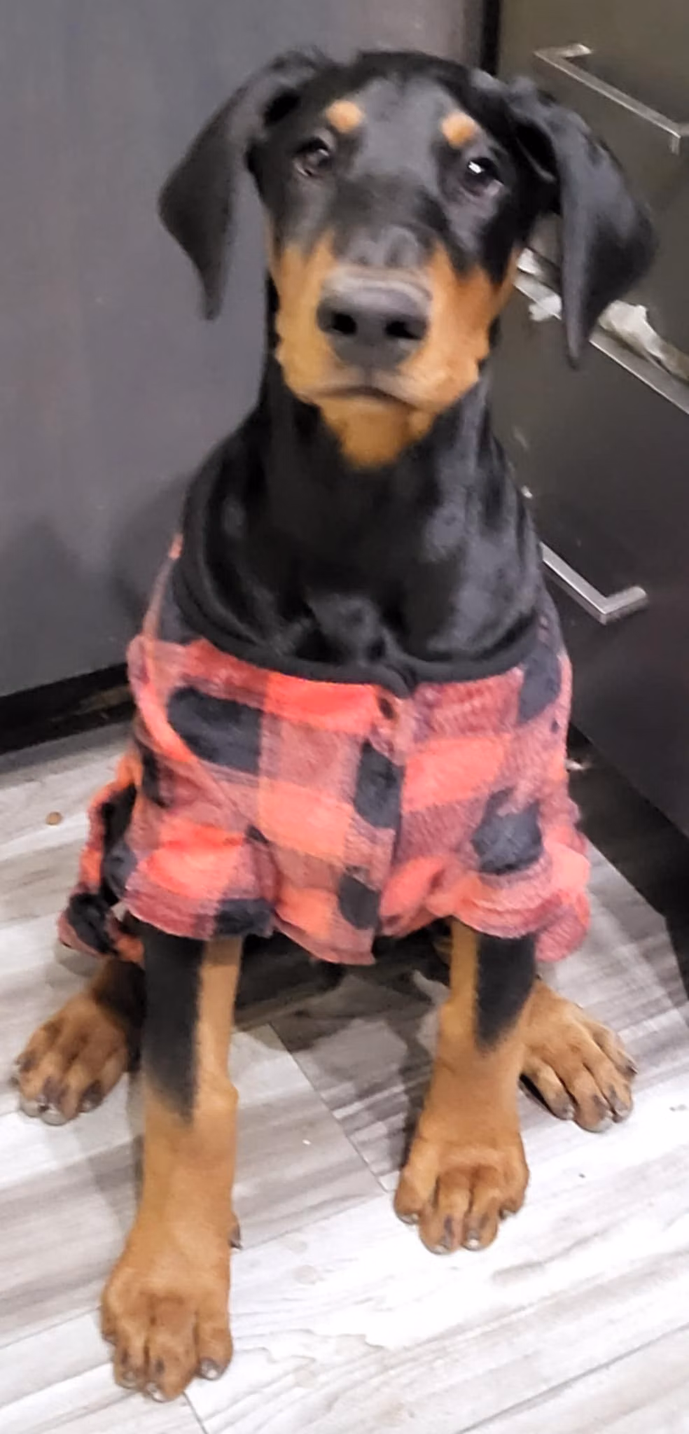 Junior, a Male Dobermann registered with United Pet Club