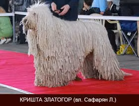 KRISHTA ZLATOGOR, a Macho Komondor registered with United Pet Club