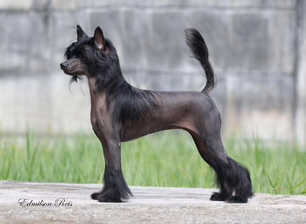 Eashik Agnes, a Femmina Crestato Cinese registered with United Pet Club