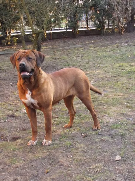 EMERINE Bonartos, a Samica Tosa registered with United Pet Club