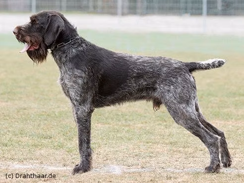Milan IV. v.d. Lönsbirke, a ஆண் ஜெர்மன் வயர்ஹேர்டு பாயிண்டர் registered with United Pet Club