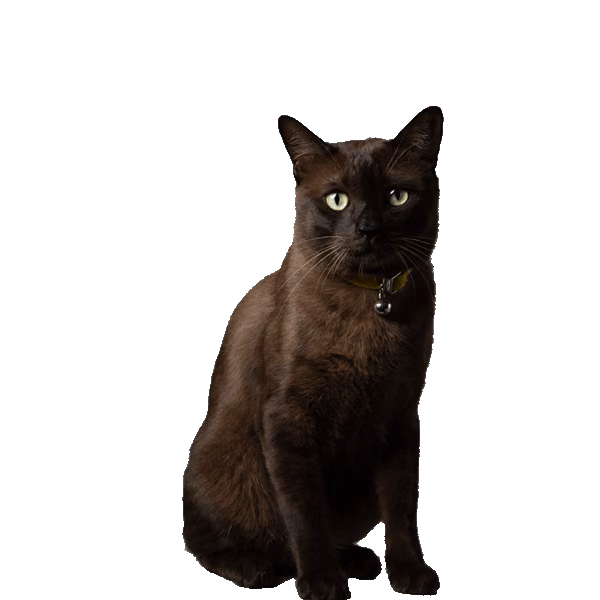 Korn Ja (Cat) Korn Ja — a Medium, Affectionate Cat breed originating in Thailand
