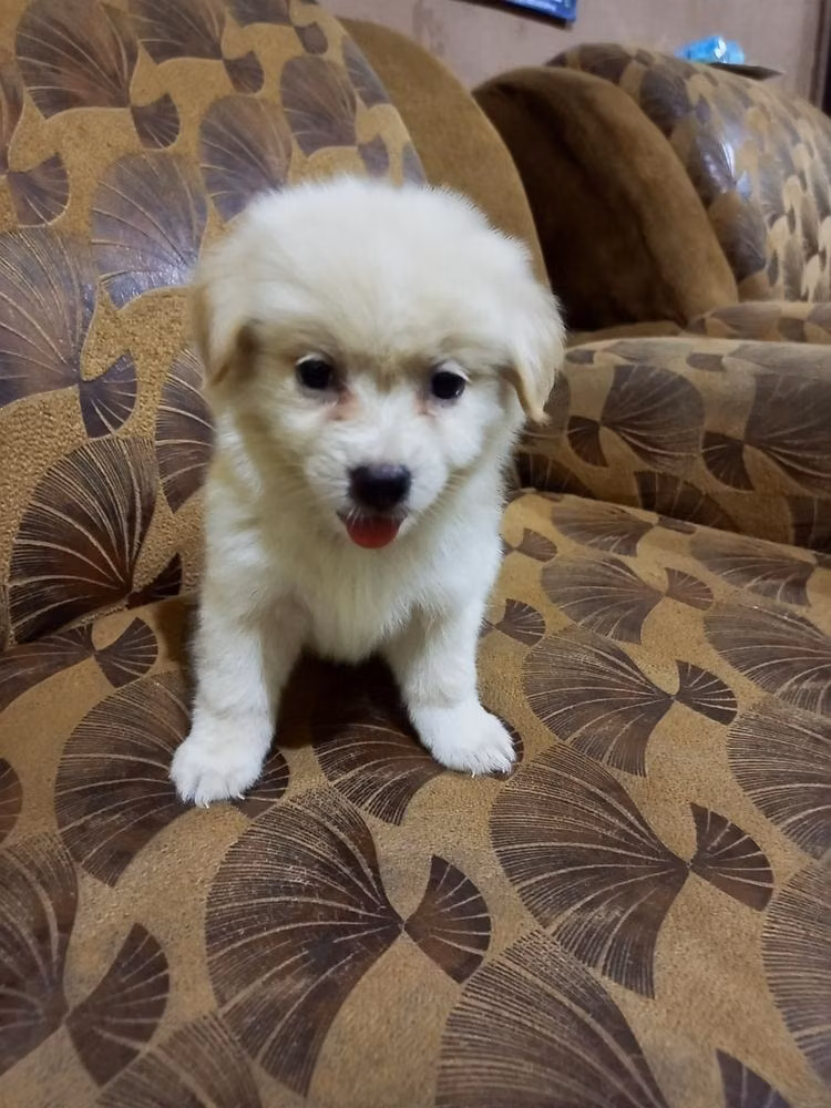 DAISY Top Dogs, a Femelle Lhassa Apso registered with United Pet Club