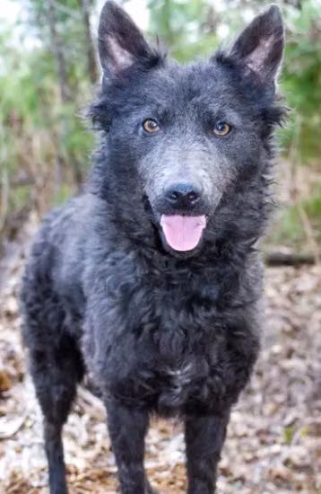 Herdabout Believe It or Not, a Patelė Mudi registered with United Pet Club