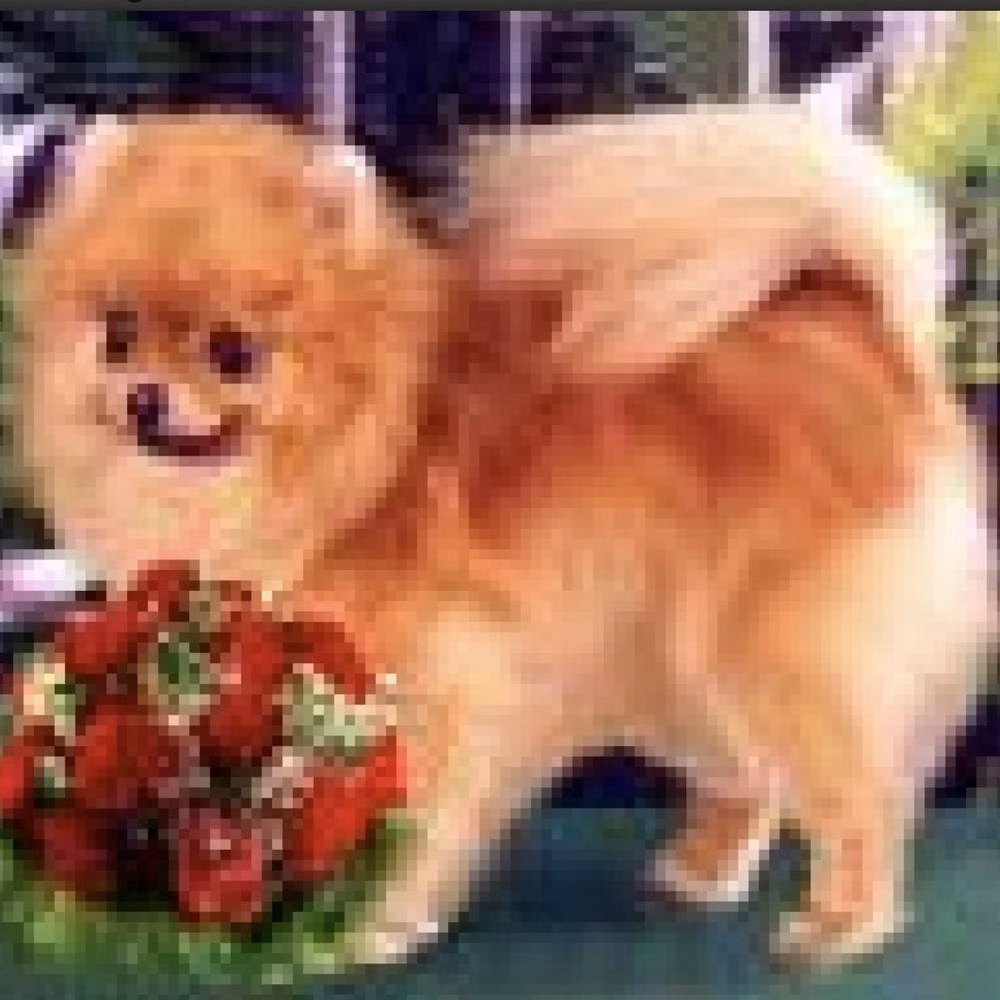 Iris Modry Asyr, a Female 博美犬 registered with United Pet Club