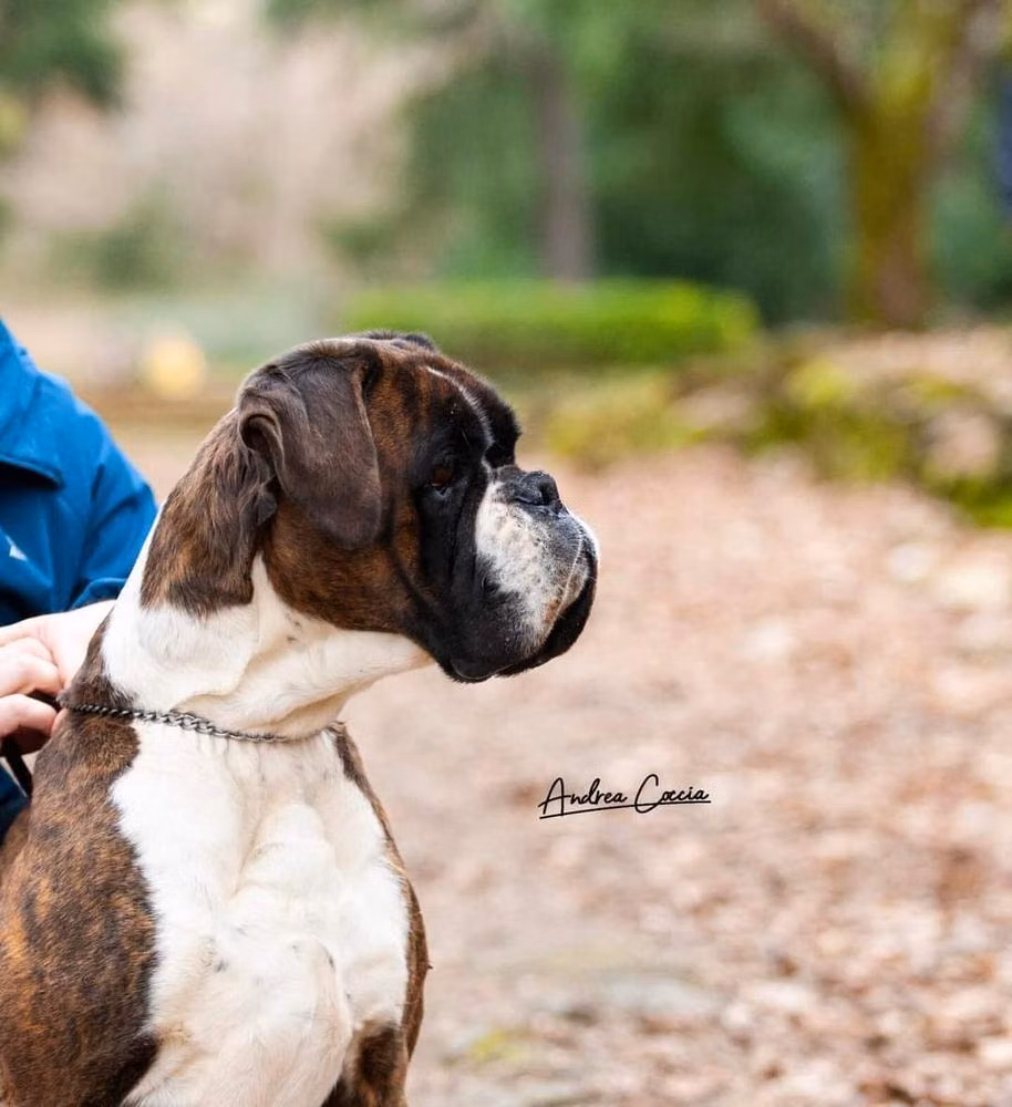 Soraya dei Centurioni, a Female Boxer registered with United Pet Club