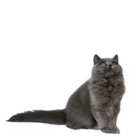 British Longhair — a Medium, Calm Cat breed