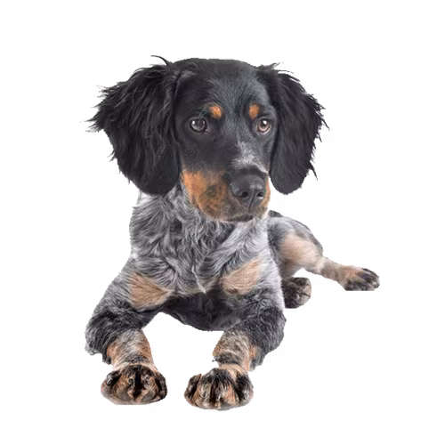 Spaniel francuski — rasa Pies: Średni i Łagodny