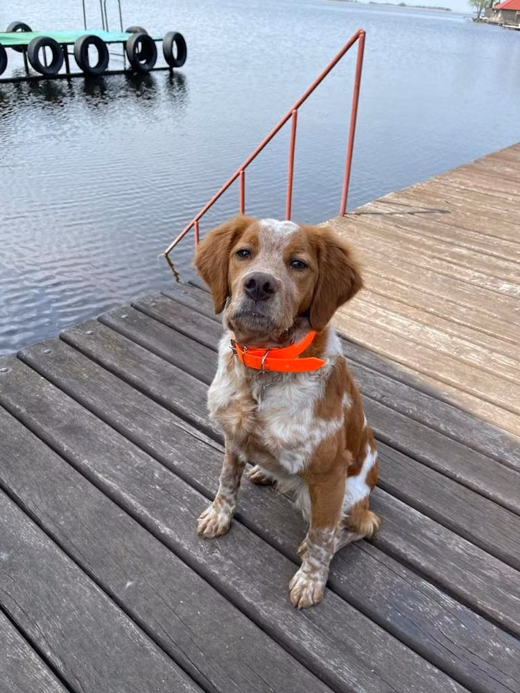 ROMUL, a Männlich Epagneul Breton registered with United Pet Club