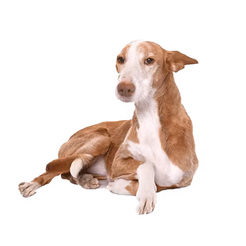 Podenco ibicenco — rasa Pies: Średni i Niezależny