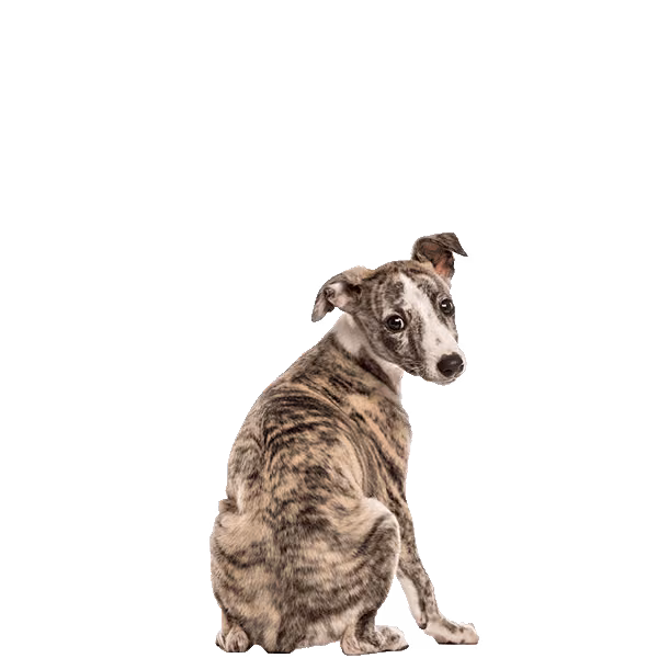 Whippet — rasa Pies: Średni i Czuły