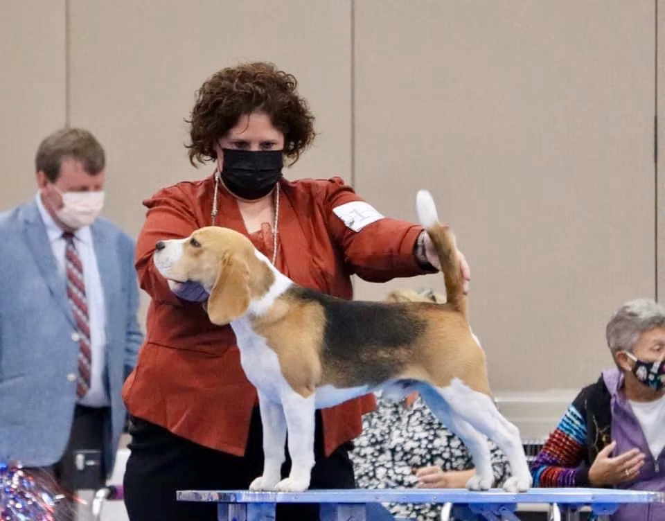 Coldwater's Sudden Impact, a Macho Beagle registered with United Pet Club