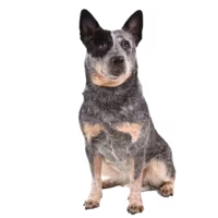 Australijski pies pasterski (cattle dog) — rasa Pies: Średni i Inteligentny