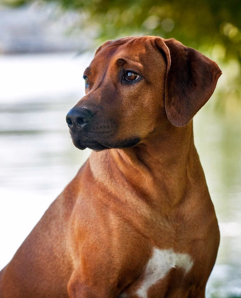 Ave Caesar ABBA Dancing Queen, a Femmina Rhodesian Ridgeback registered with United Pet Club