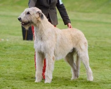 Kill Bill Roan Inish, a Αρσενικό Ιρλανδικό Λυκόσκυλο registered with United Pet Club