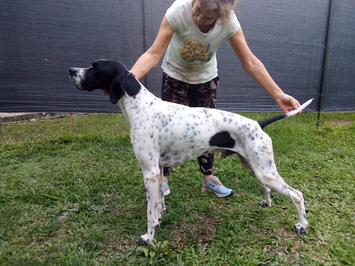 MONILU'S MANU CEC, a Male Pointer registered with United Pet Club
