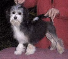 Chinaroad Porsche, a Female Chó Löwchen registered with United Pet Club