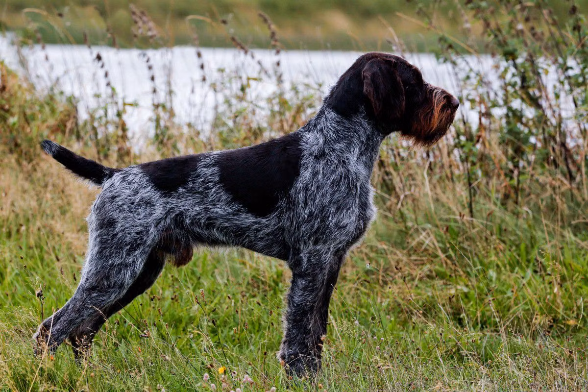 Lord II vom Liether-Moor, a Jantan Anjing Pointer Berbulu Kasar Jerman registered with United Pet Club