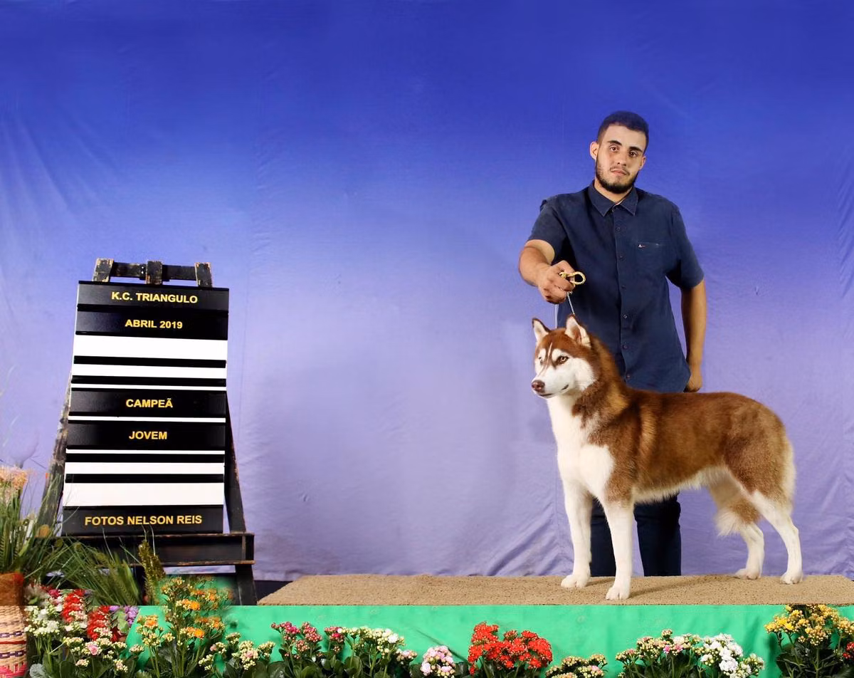 Canavan's Zelena, a Femmina Siberian Husky registered with United Pet Club