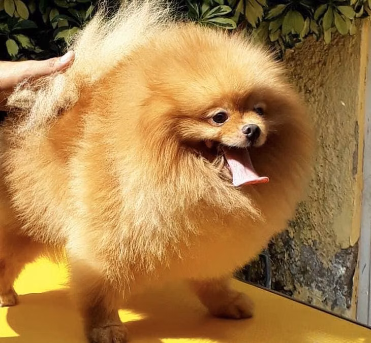 EMETTE (TORRES), a Male 博美犬 registered with United Pet Club