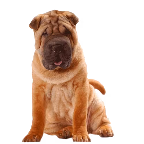 Shar pei — rasa Pies: Średni i Wierny