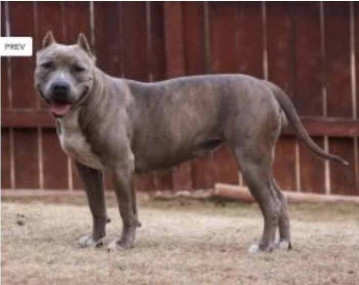 NEXT LEVEL’S VOX, a Female American pit bull terrier registered with United Pet Club