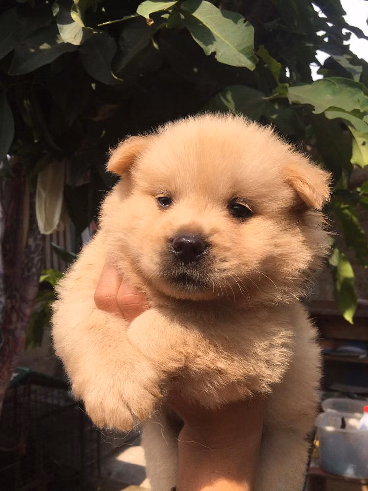 Chase, a Maschio Chow Chow registered with United Pet Club