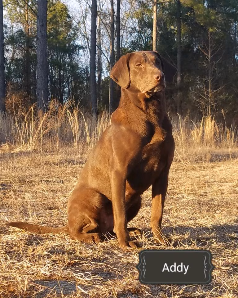 Addy