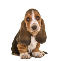Basset hound — rasa Pies: Średni i Dobroduszny