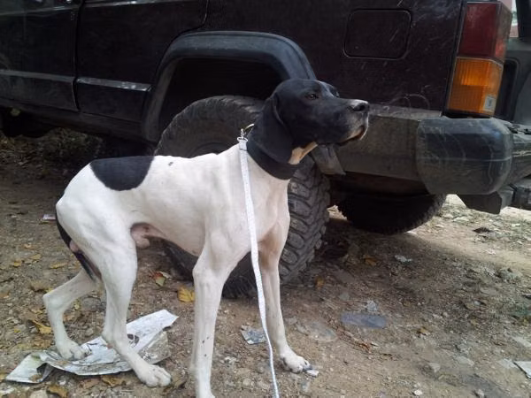 max jack kennel — Pointer max jack kennel, a Male Pointer registered with United Pet Club