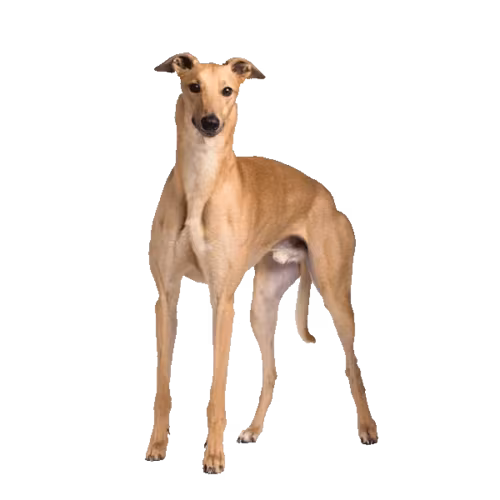 Chart angielski (greyhound) — rasa Pies: Duży i Łagodny