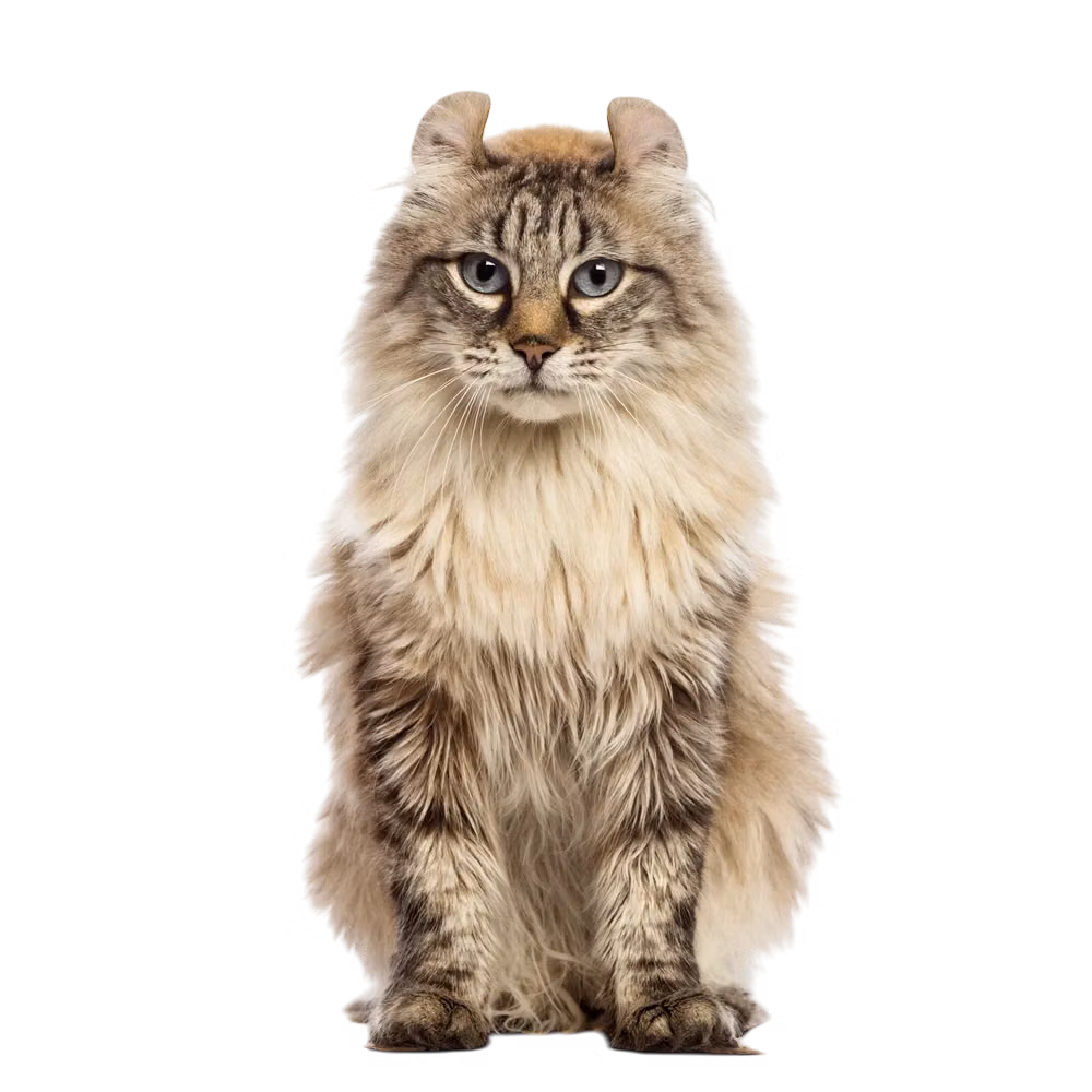 American Curl — a Medium, Affectionate Cat breed