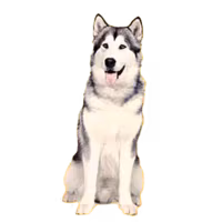 Alaskan malamute — rasa Pies: Duży i Czuły