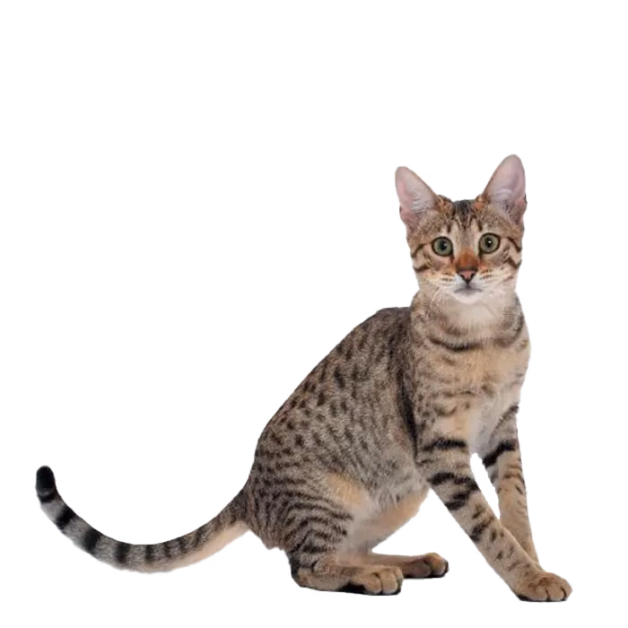 Savannah — a Large, Energetic Cat breed