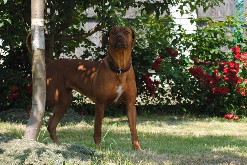 Margo Clever Brave, a Samica Rhodesian ridgeback registered with United Pet Club