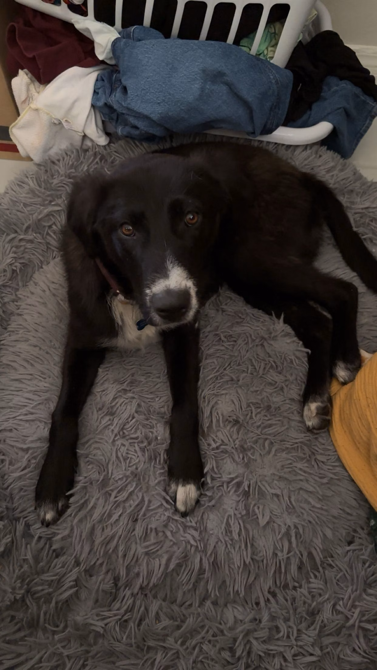 Bear, a Maschio Border Collie registered with United Pet Club