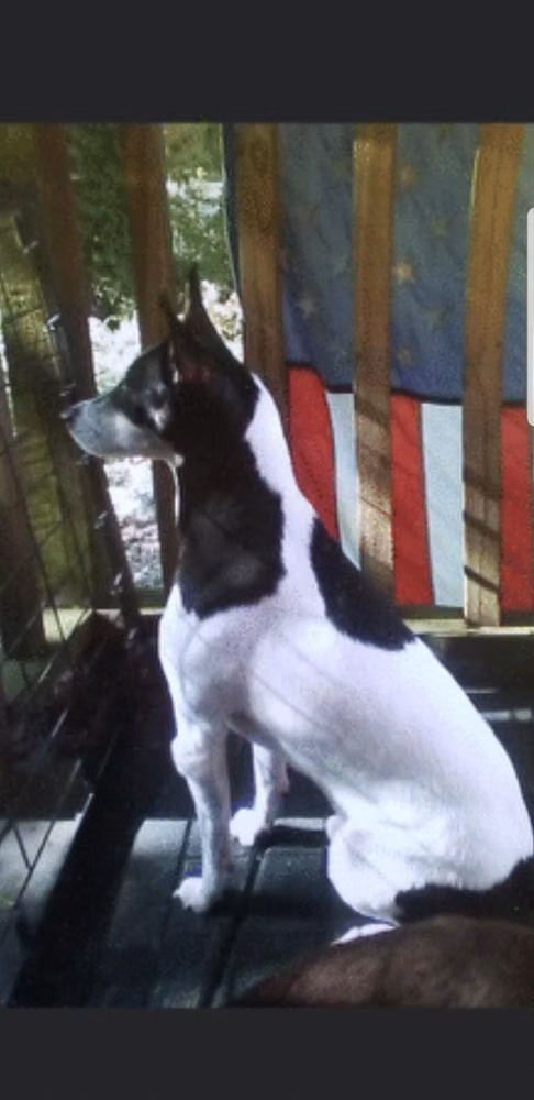 BLUE, a זכר ראט טרייר registered with United Pet Club