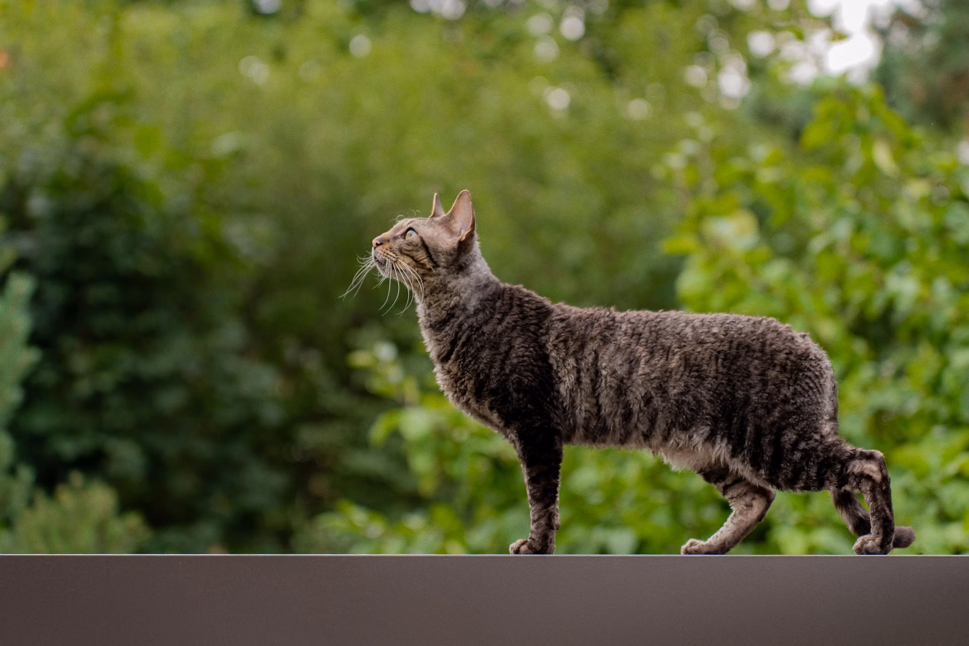 Outdoor cat looking at the sky