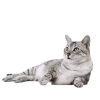 Arabian Mau — a Medium, Active Cat breed