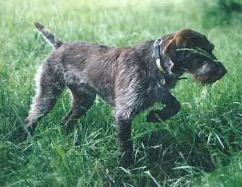 Sure Shot's Rockland Boss, a Samec Německý drsnosrstý ohař registered with United Pet Club