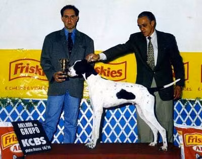 Infinitu's Baco Sima — Pointer Infinitu's Baco Sima, a Male Pointer registered with United Pet Club