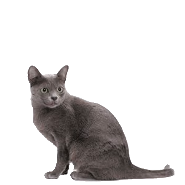 Sam Sawet — a Medium, Affectionate Cat breed