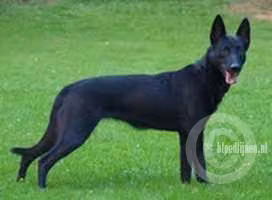 Kelly (Bleize), a Female 荷兰牧羊犬 registered with United Pet Club