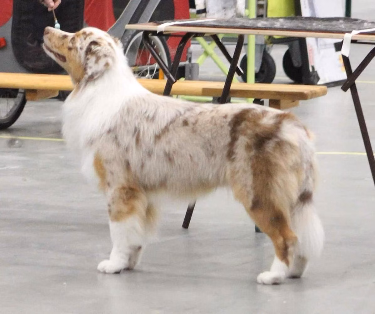 Happy Spark Give Me Five, a Самец Australian Shepherd registered with United Pet Club